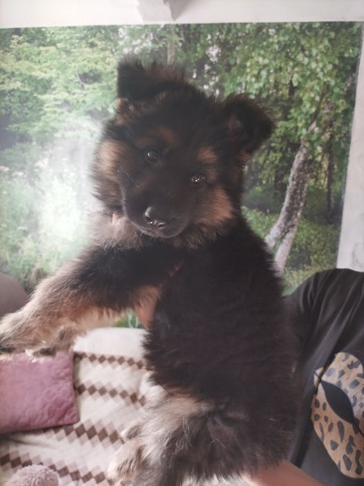 Цуценята німецької вівчарки