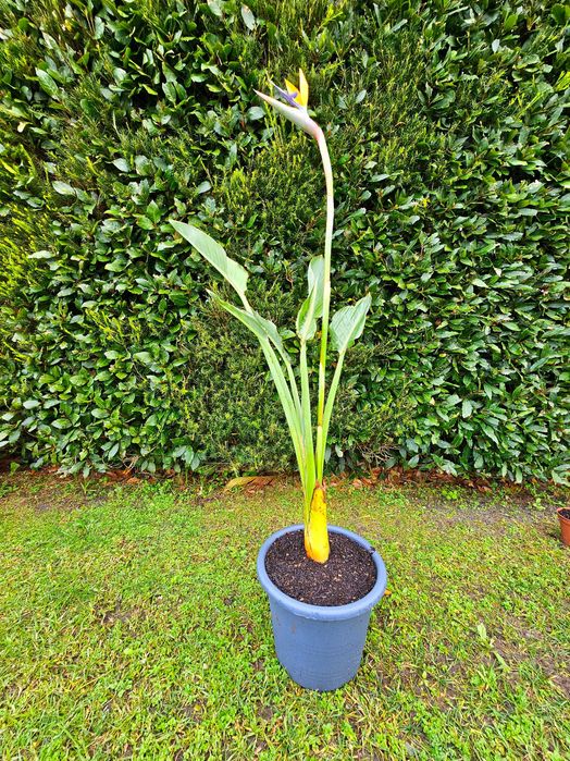 Strelitzia reginae (Ave-do-Paraíso) – 130 cm
