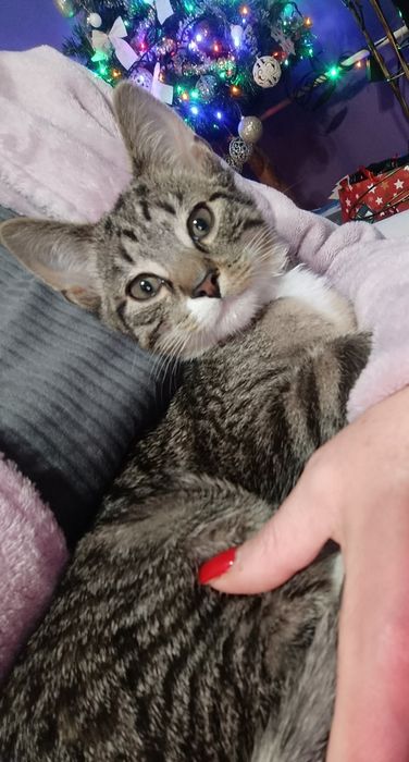 Piękny wyjątkowy kociak kocurek do adopcji