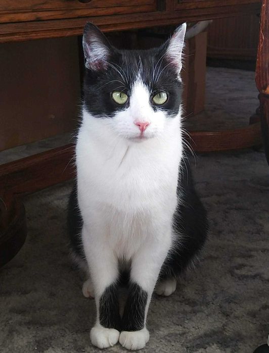 Do adopcji piękne kociaki