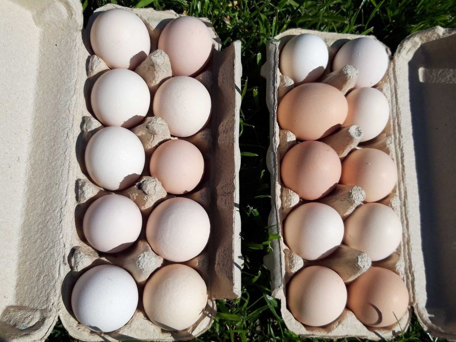 Jaja kurze wiejskie