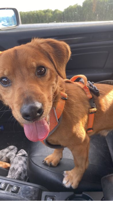 Estadias em Hotel Familiar para Cães