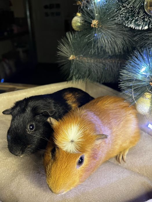 Морские свинки (малыши)