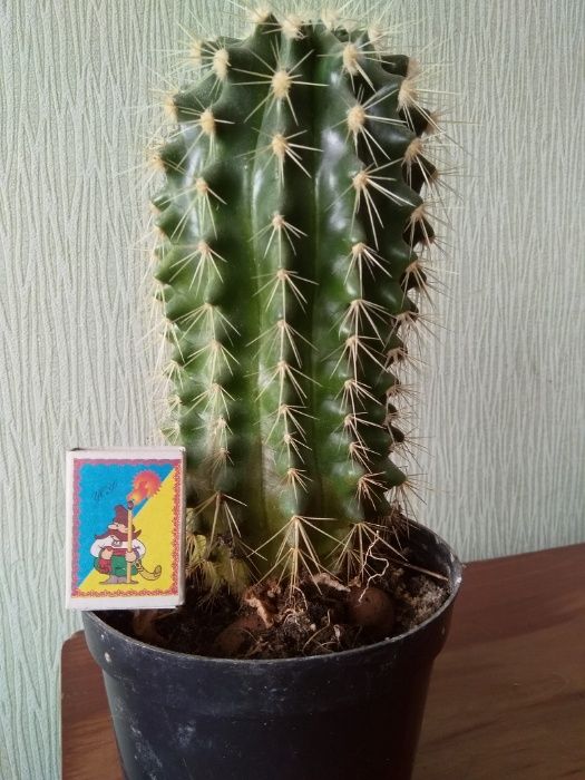 Кактусы экзотические