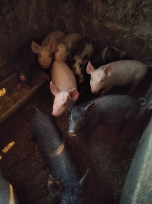 Поросята Поросята