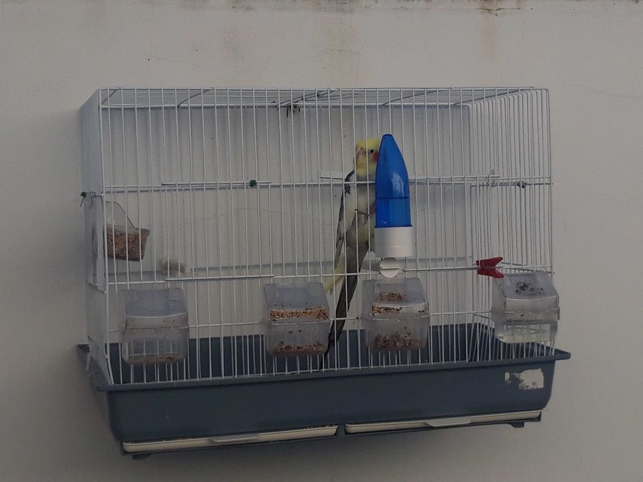 OPORTUNIDADE Viveiro duplo em excelente estado