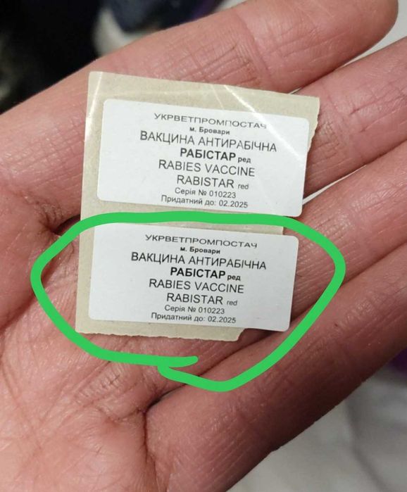 Пес Дружок – дзвіночок у ваш дім