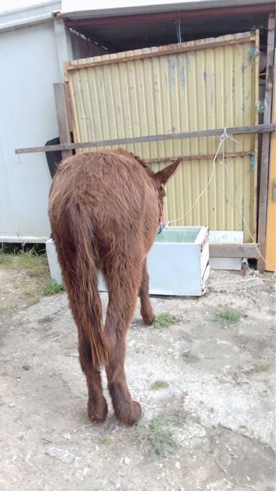 Vendo burro muito manso com5 anos, engatado, montado e executa todos os trabalhos de campo.