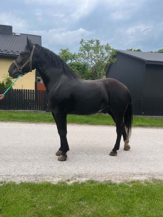 Wałach 4 lata 175cm zaprzęg siodło !!