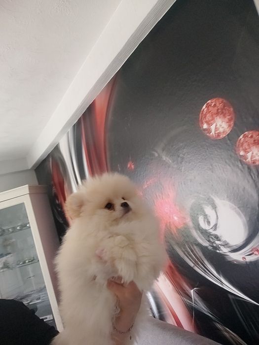 Pomeranian typ misia piesek