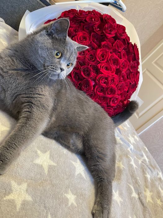 Британська кішка