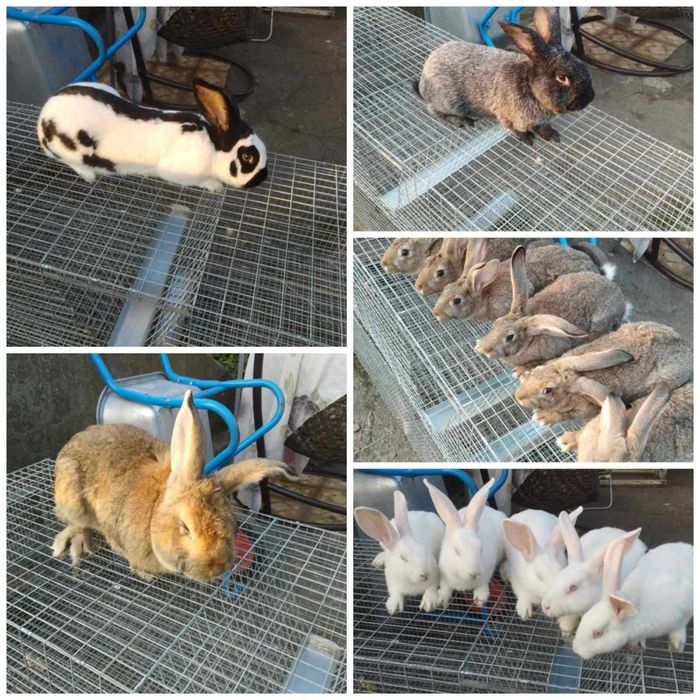 Кролі живою вагою, кролики