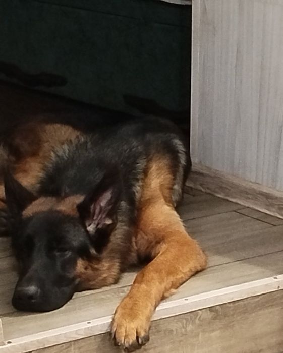 Бронювання Цуценята німецької вівчарки