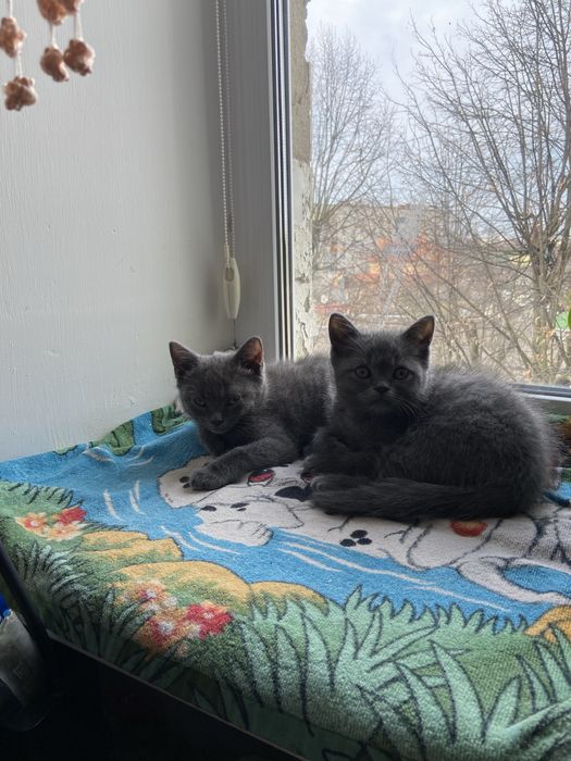 Британські кошенята