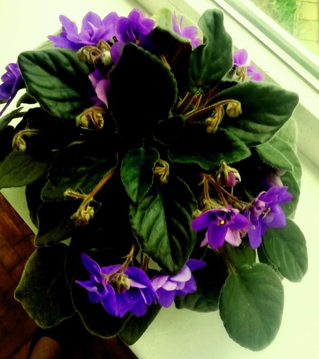 Поменяю или продам фиалку сиреневого цвета на другой цвет