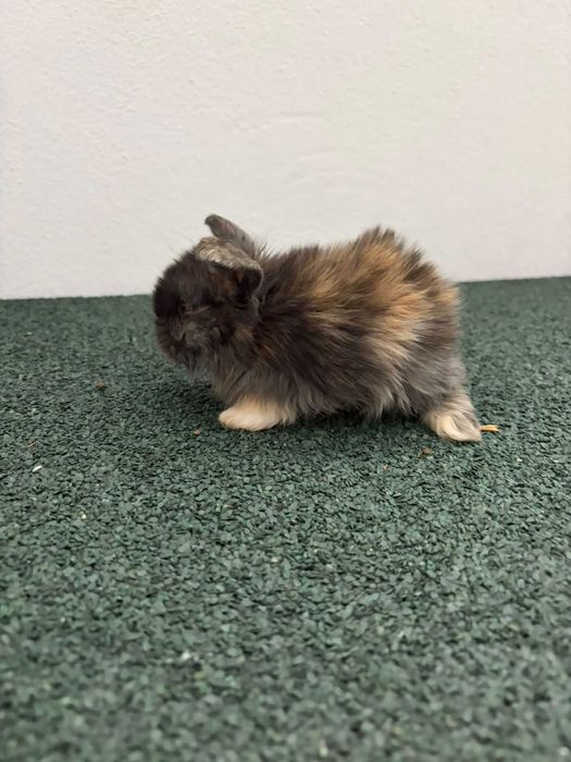 Coelhos anões mini lop*Lionhead