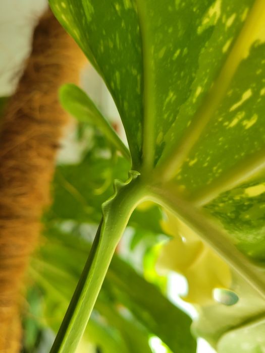 Monstera thai constellation
