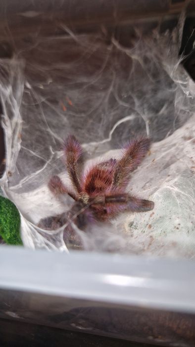 Caribena versicolor samiec
