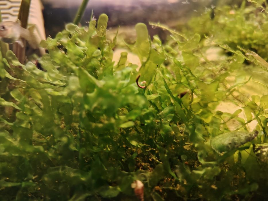 Pelia wątrobowiec roślina akwariowa