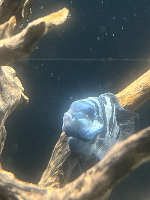 Casal Hybrid Blue Tiger Parrot fish Adultos!