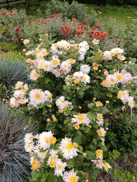 Ранні морозостійкі хризантеми