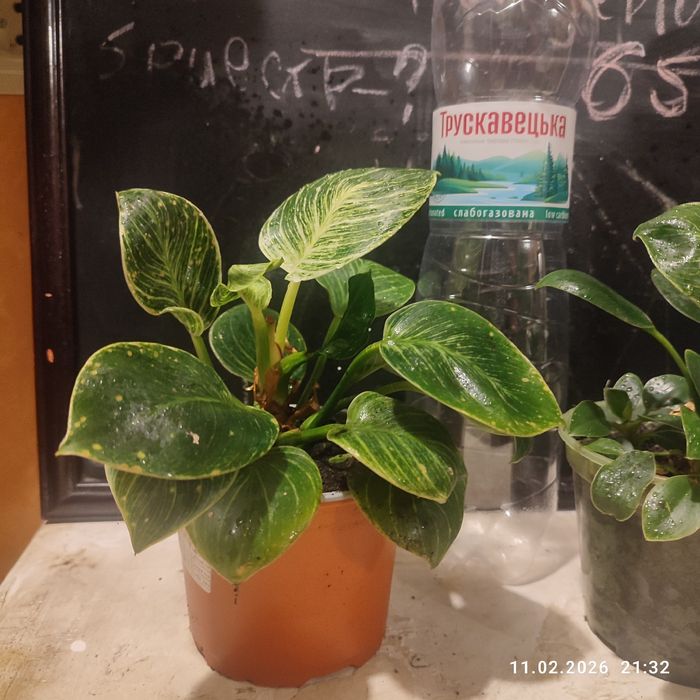 Хапай подарок на День влюбленных и 8 Марта! марта филодендрон Биркин