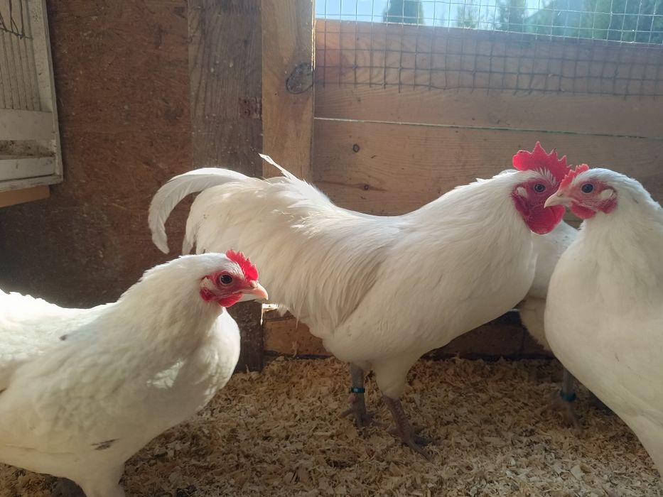 Australorpy miniaturowe