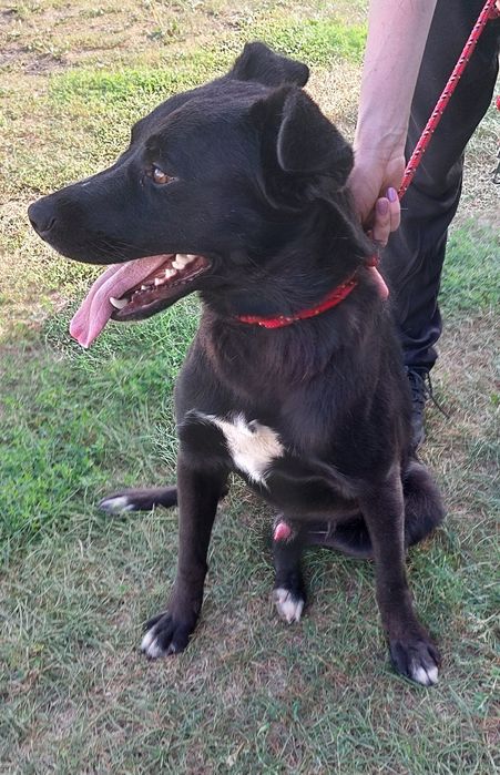 Apollo pies do adopcji