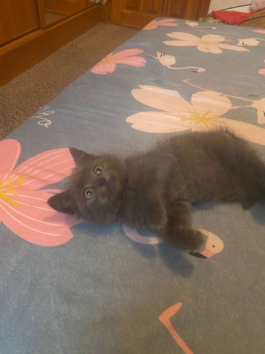 Плюшка прямоушка