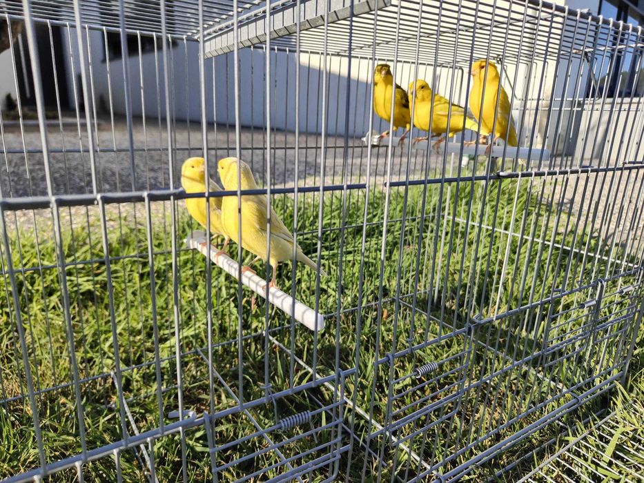 Canários Amarelos Satiné e Melânicos de 2026