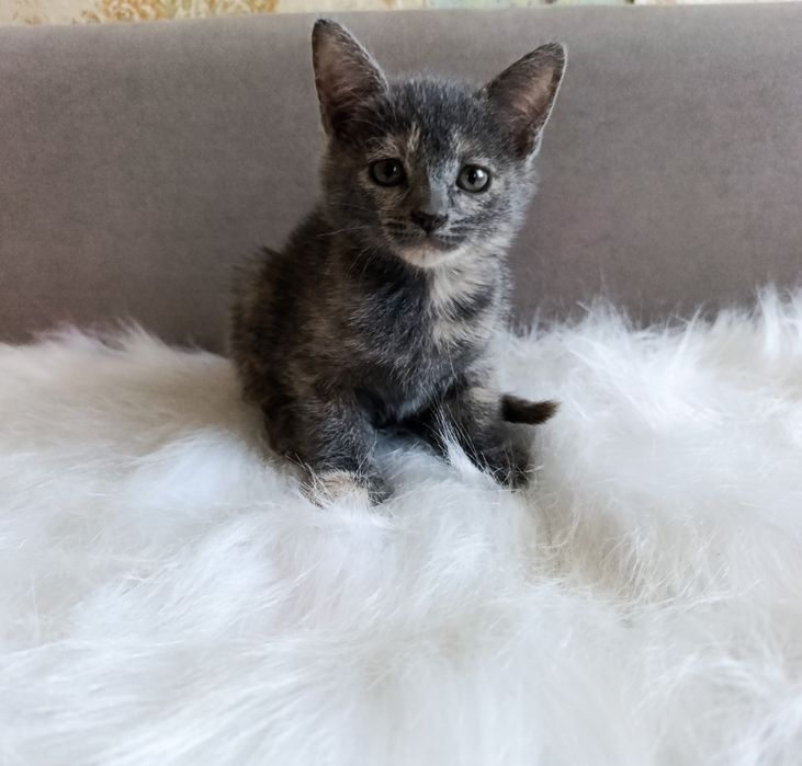 Безкоштовно котята котики кошенята