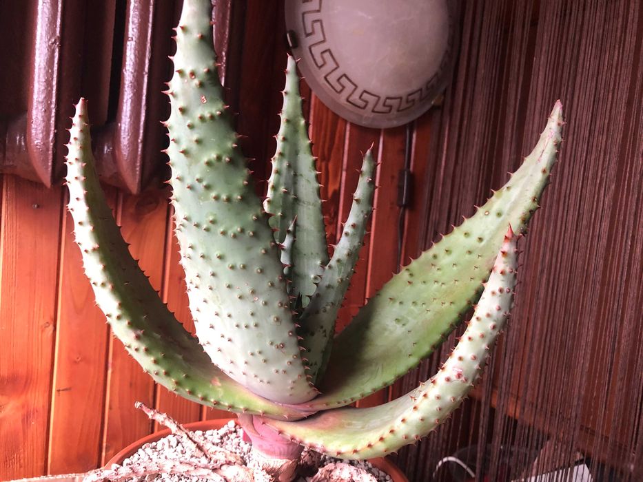 Aloes uzbrojony, Aloe Ferox - rzadki okaz dla kolekcjonera