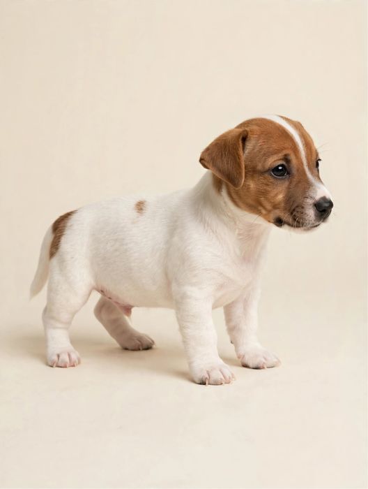 TUŁ NA OLX Słodki chłopiec Jack Russell Terrier | ur. 22.09