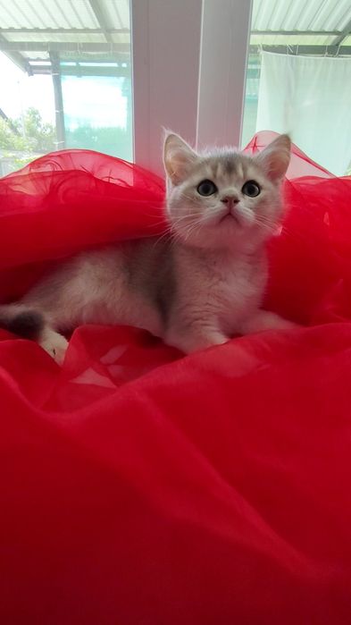 Шикарний прямовухий хлопчик шотландська золота шиншила