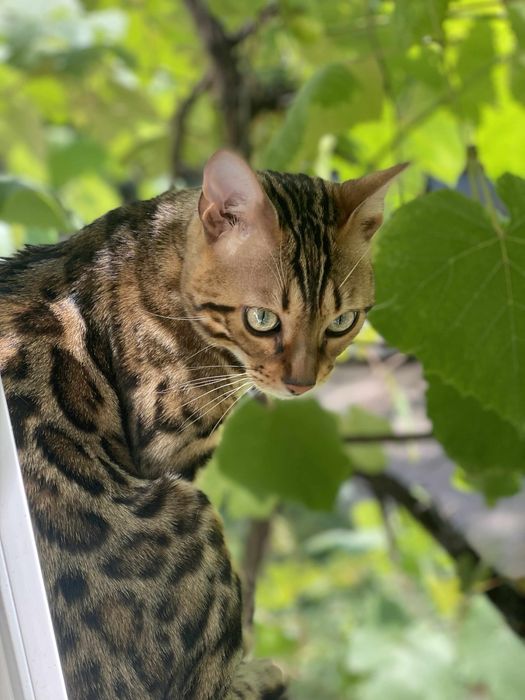 Вʼязка, Бенгальский кіт шукає невістку