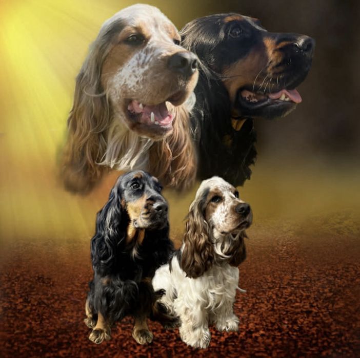 Cocker Spaniel Angielski