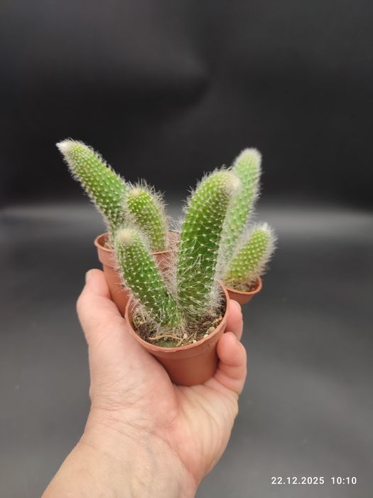 Кактус "Мавп'ячий хвіст" Hildewintera Colademononis