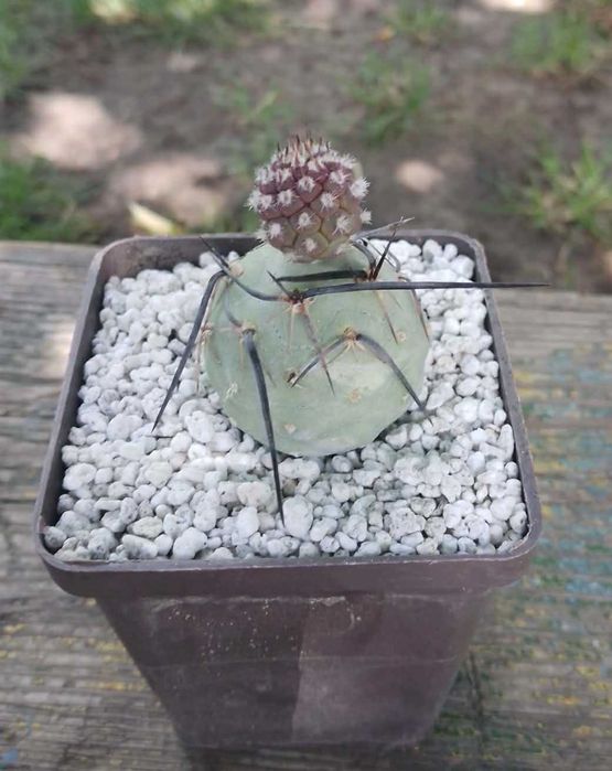 Пропоную кактуси Copiapoa