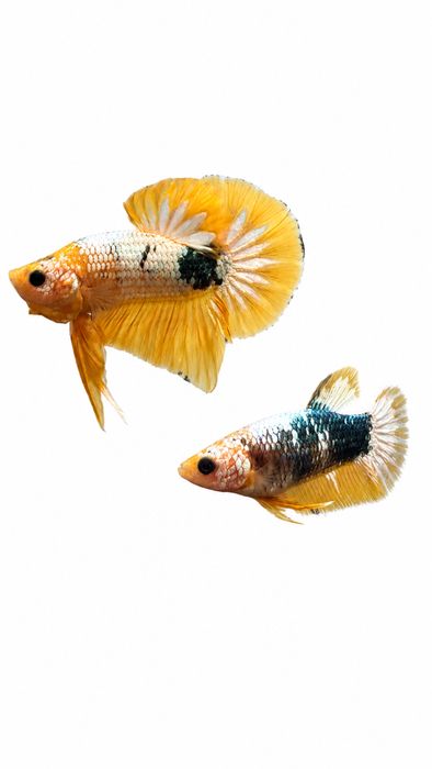 Diversidade de Bettas importados