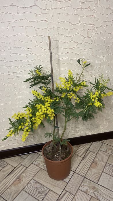 Мімоза дерево-20 горщик- висота-70-75 см-2000 грн