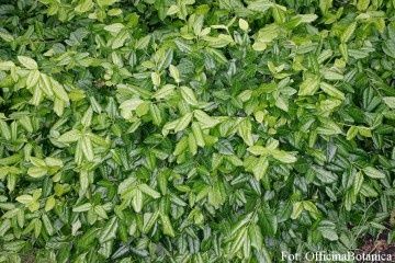 Trzmielina Fortunea Coloratus - sadzonka z gruntu