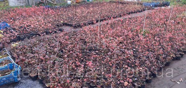 Саджанці Лохини різних сортів