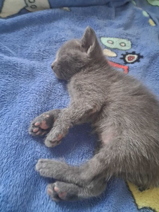Gatinhos bebes 2 meses adopção