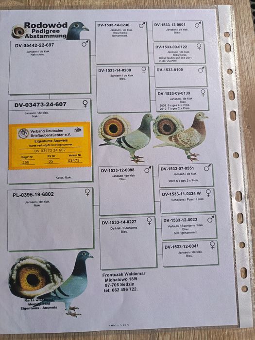 Golebie pocztowe w linii