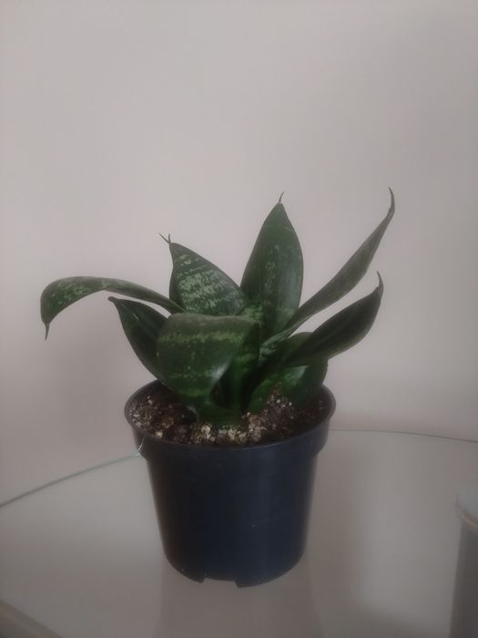 Sansevieria trifasciata 'Green Hahnii'