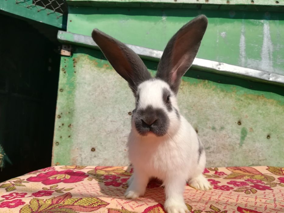 Німецький строкатий велетень (строкач)