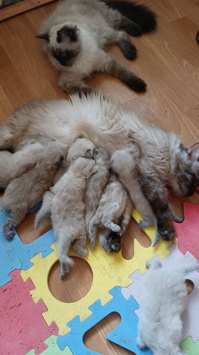 Вязка котик Невська маскарадна