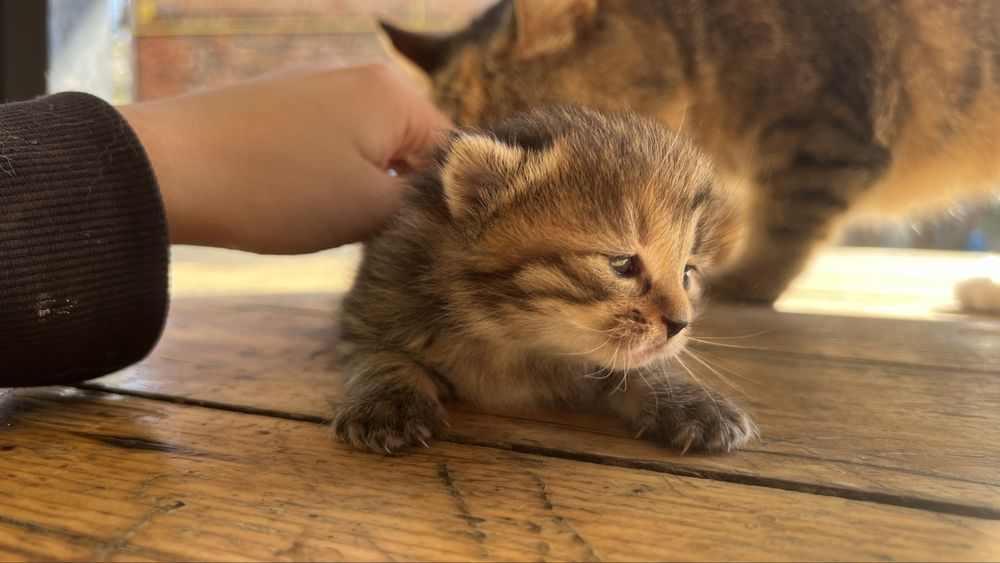 Котик (дівч.) в добрі руки