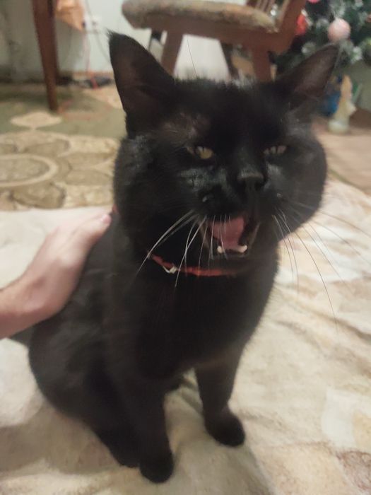 Загубився кіт на ім'я Локі