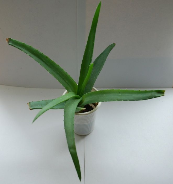 Алоэ Вера или Алоэ настоящее